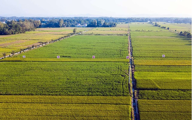 【一產(chǎn)】過灣農(nóng)業(yè)舒城基地建設(shè)實(shí)景